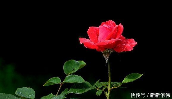 四季海棠|喜欢养花，就养这4种花，并且非常好养，一年四季都有花