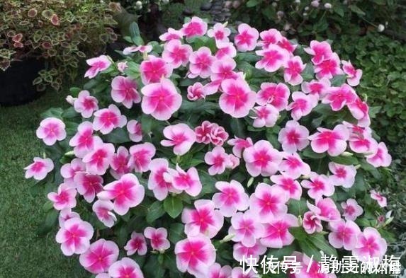 长高|家中常见的4种花,不能让它长太高,一长高就得剪,越剪越开花!