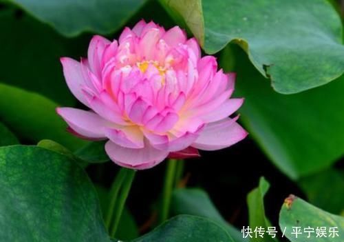 适合养在室内的5种花,给点阳光就灿烂,开花爆盆很简单,真漂亮