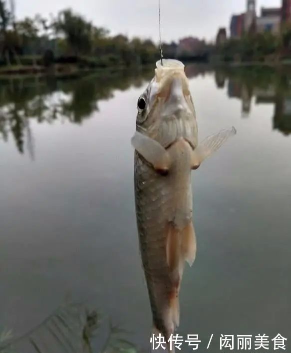 钓友|用小钩细线总是“缠子线”教你几招实用的,保证不打结不缠线