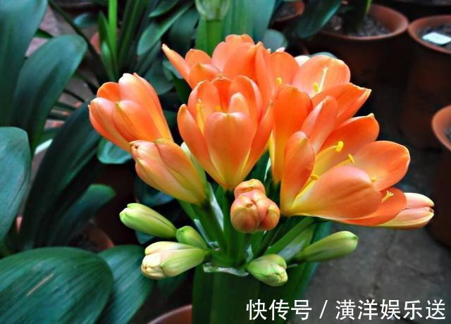 油烟机|这几种“好油”滴盆里,花苞蹭蹭窜枝头,施肥的功夫都省了