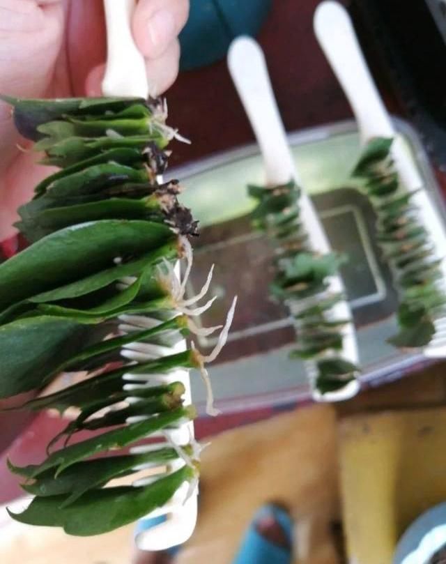 栽种|扦插蟹爪兰，巧用“小妙招”，夹在梳子缝里，呼呼长出毛细根