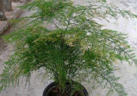 文竹发枯，发黄，不见长，教你3个小妙招，叶翠绿枝茂盛