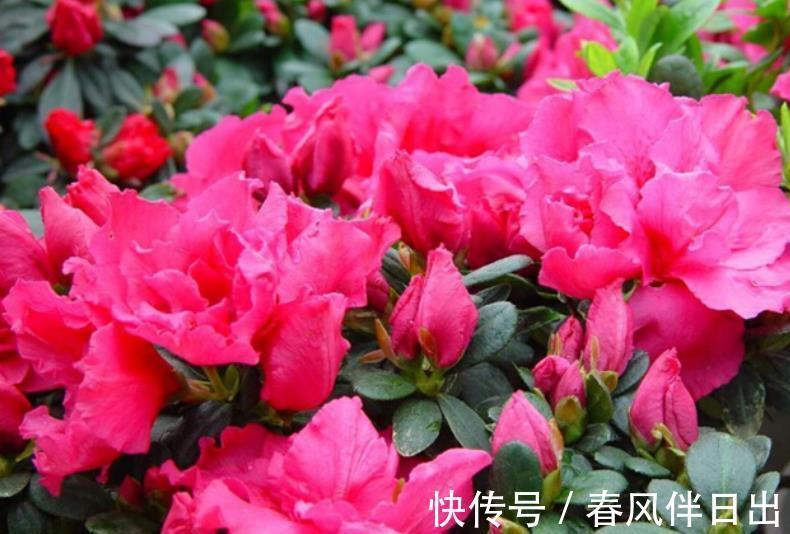 花友|公认难养的3种花,老花匠都不敢轻易入手,新手花友要慎养