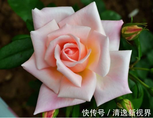 婀娜|喜欢玫瑰,不妨试试“高端玫瑰”女人香气,丰腴婀娜,花色艳丽