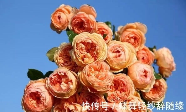 绿萝早该扔了，此花一开300天，浇水就能活！