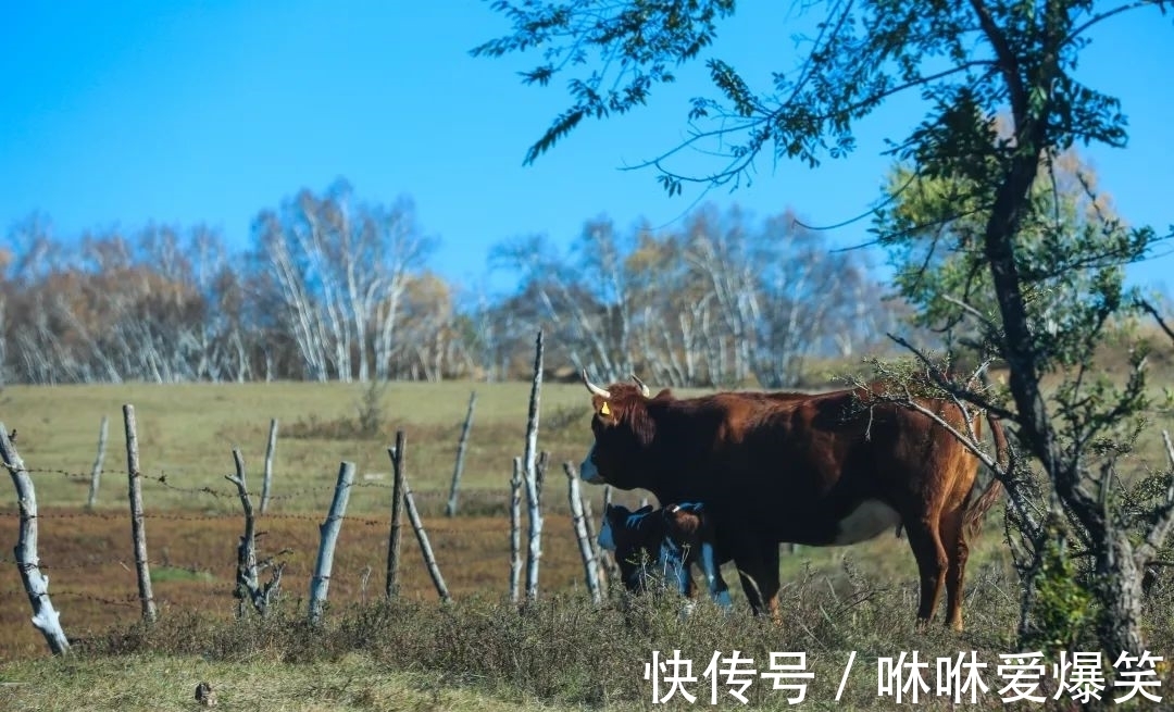 坐标|一半苍茫，一半绚烂！6个旅行瞬间，定格2021年最美的秋天！