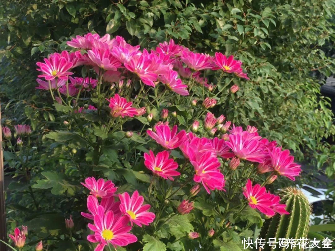 修剪|8月后，6种花别修剪，小心以后不开花