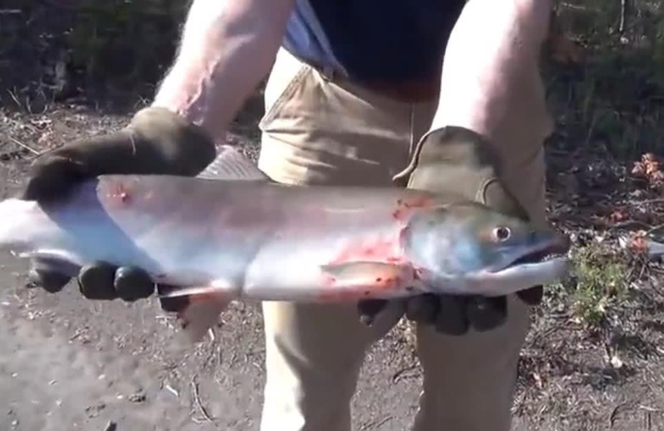 馒头|诸葛亮第五大发明:蜀国因此吃上饱饭,现在美国人用这项发明捕鱼