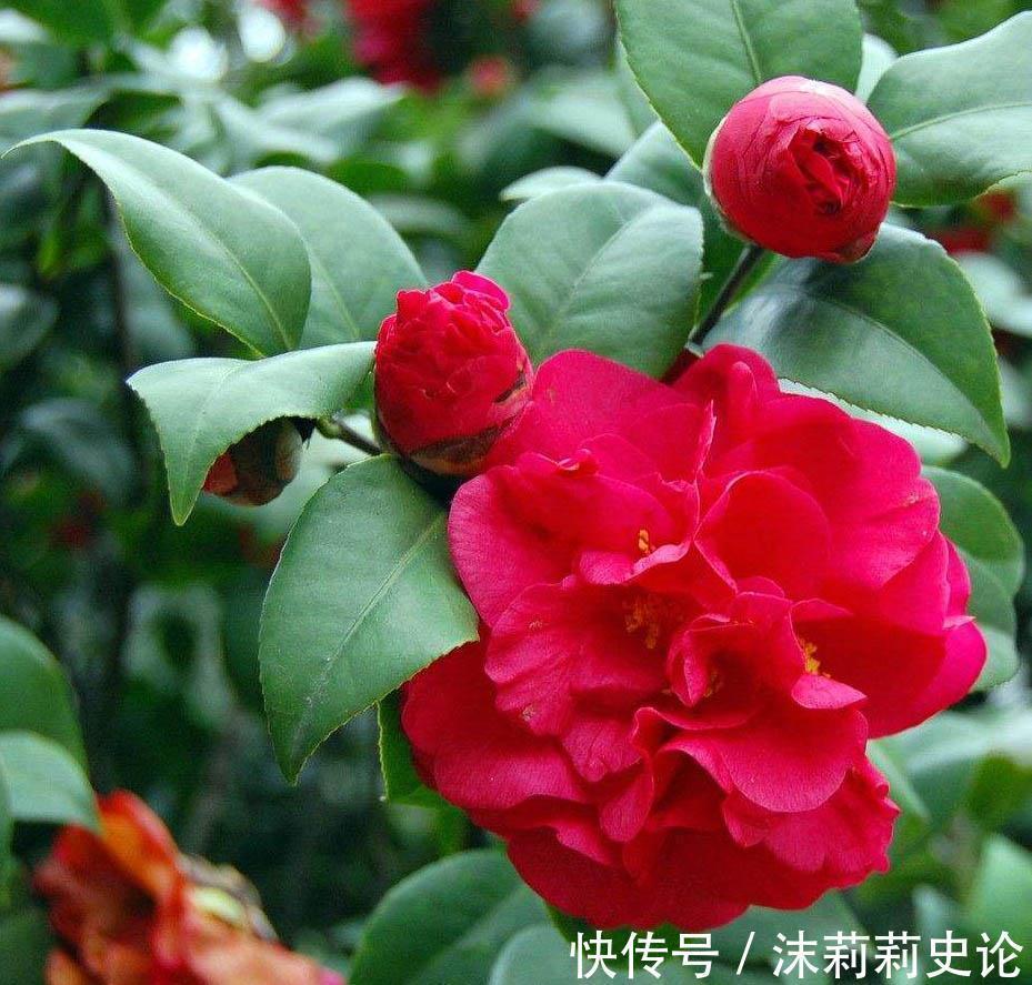 盆栽|养花,土壤上覆盖着一层雪,植物的根就像盖了被子一样