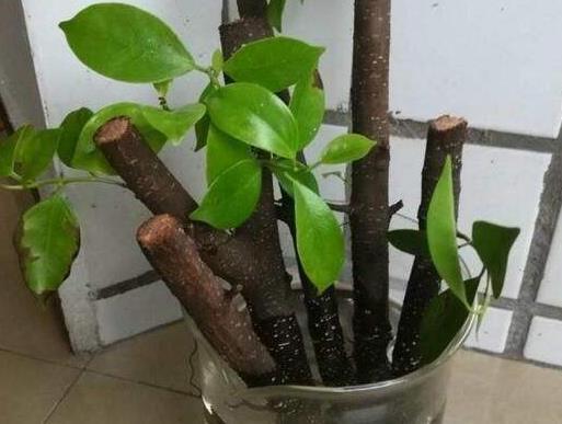 2种花“太名贵”，想养不用买，剪1段“小枝”就能扦插，生根快