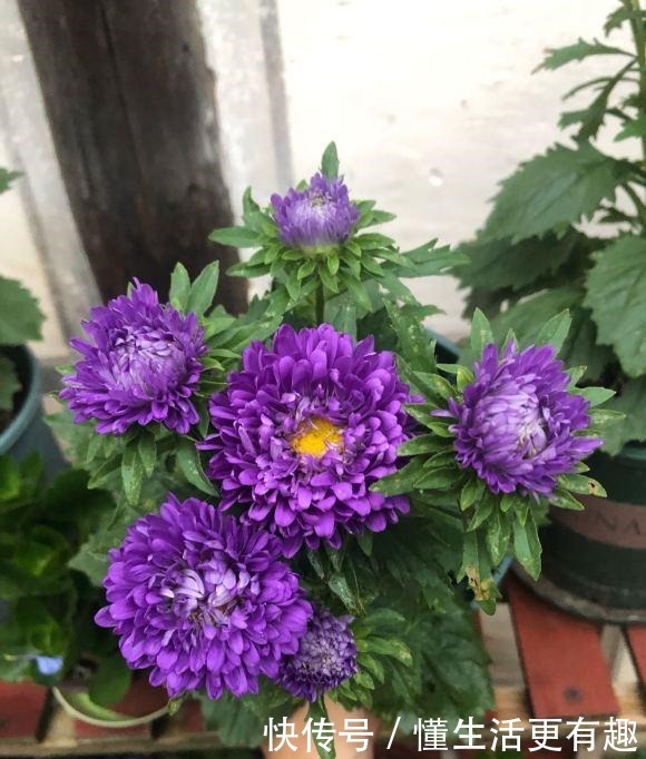 比月季还美的花，开花一大把，秋天正是欣赏季节！