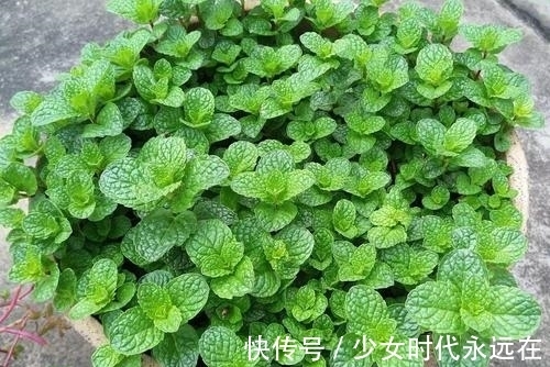 3种漂亮花,种在小盆里,不建议地栽,否则泛滥成灾,根本清不掉