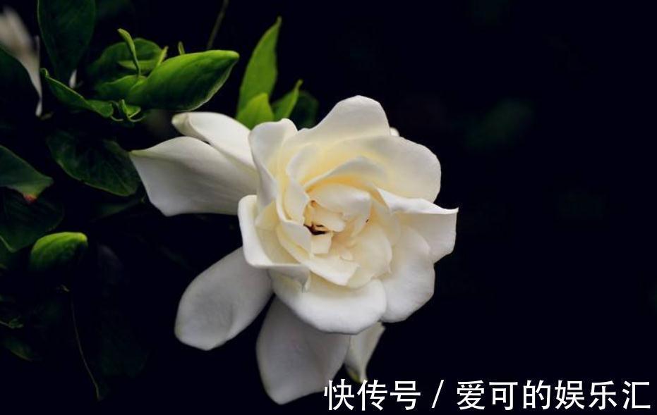 栀子花扦插做好此几点，让你生根快成活率高