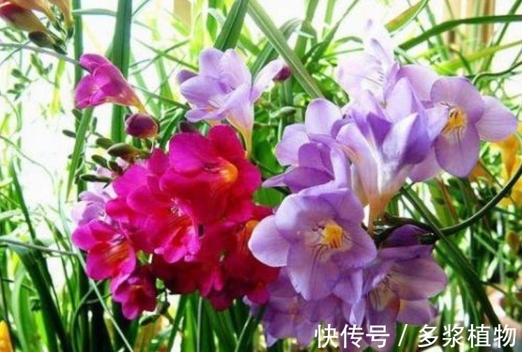 比“香水”还香的4种花,养1盆满屋飘香,美不胜收,你养了吗