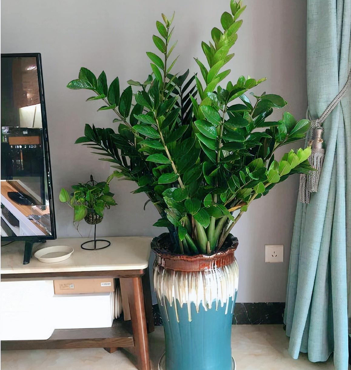 10种“吉利花”，“穷养”才能长大，越挤越壮实，越大越“旺家”