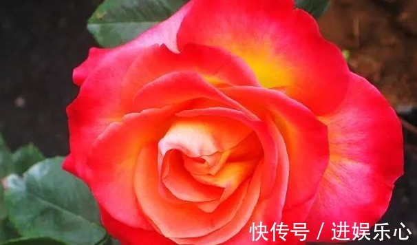 三角梅|细数花期超长的六种花卉,养护好就比“往年”开花多得多,美醉了