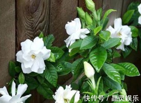 阿司匹林|什么黄豆水、淘米水都不如“它”,10天浇一次,叶绿、花旺