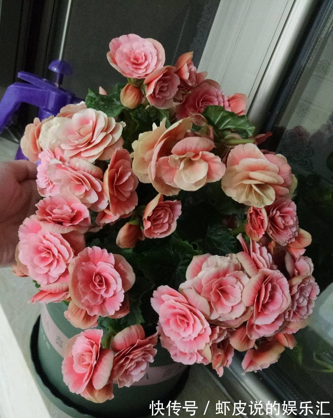 冬天花市“猫腻”多,5种“激素花”,多好看也别买,白白浪费钱