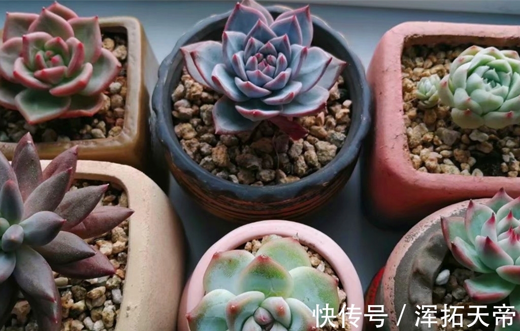 把多肉养出暗纹,需要两个步骤两个条件,控水时间要掌握好