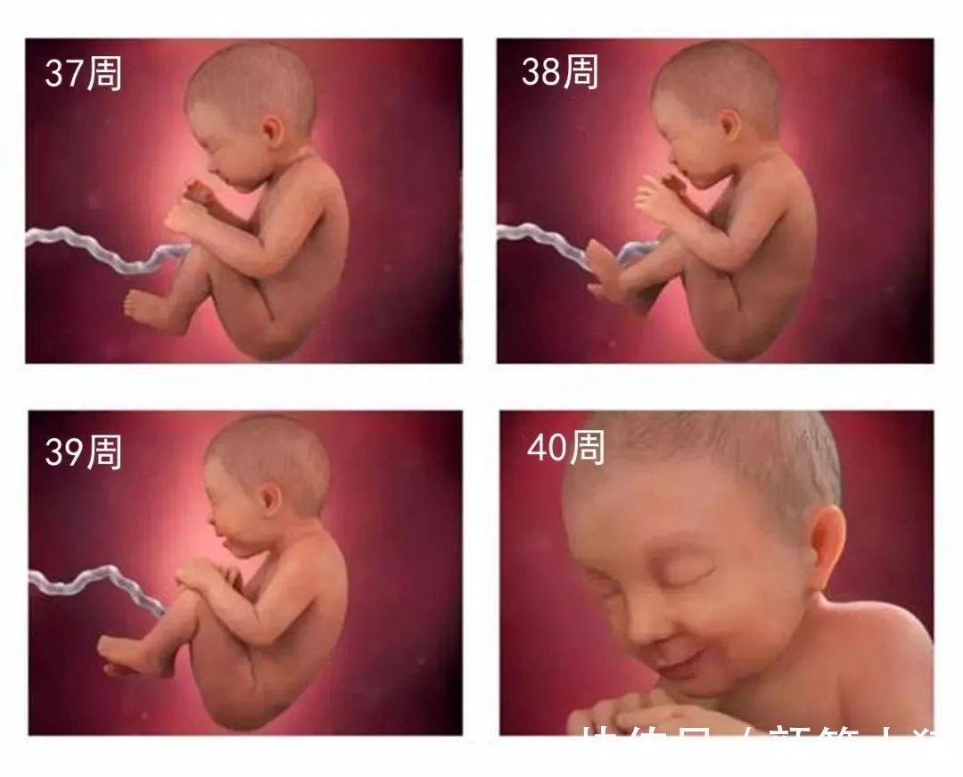 双顶径|怀孕最后一个月胎儿还会长多少和你想的不一样,了解一下涨知识