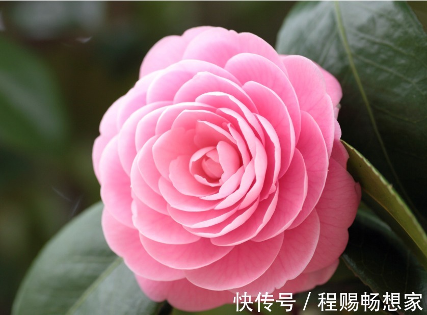 2款适合新手种植的花，一养就爆盆，花大色艳，四季都开花，超美