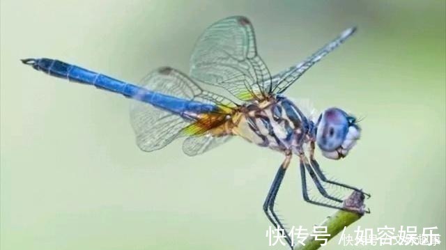 国画&冷军用4000万像素蜻蜓,比拼齐白石的蜻蜓,却输了细节