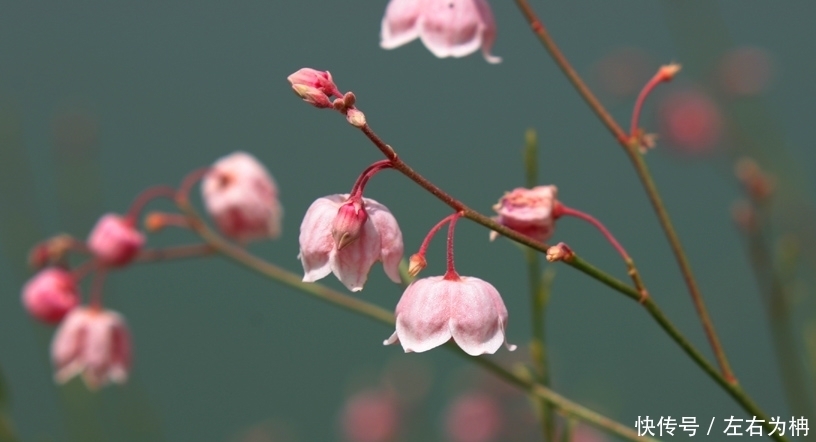 家里如果养了这种植物,不仅能美化家庭,它还是降血压的好东西