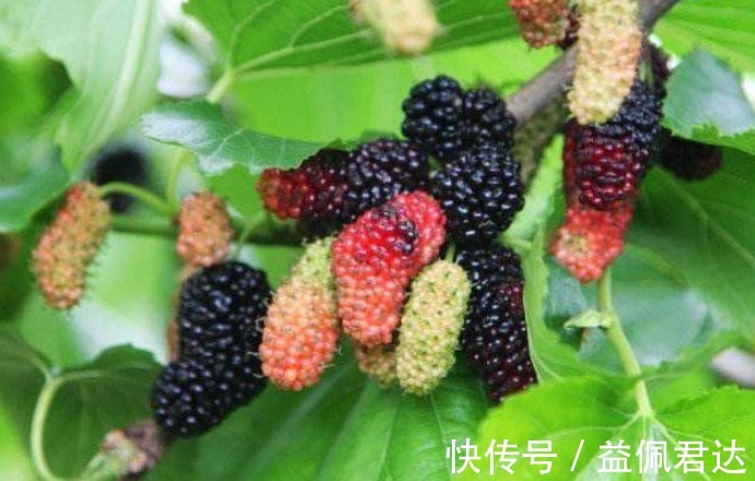 柠檬水|几种水果滋阴补血,爱美女人常吃减肥燃脂,美白养颜,排毒通便