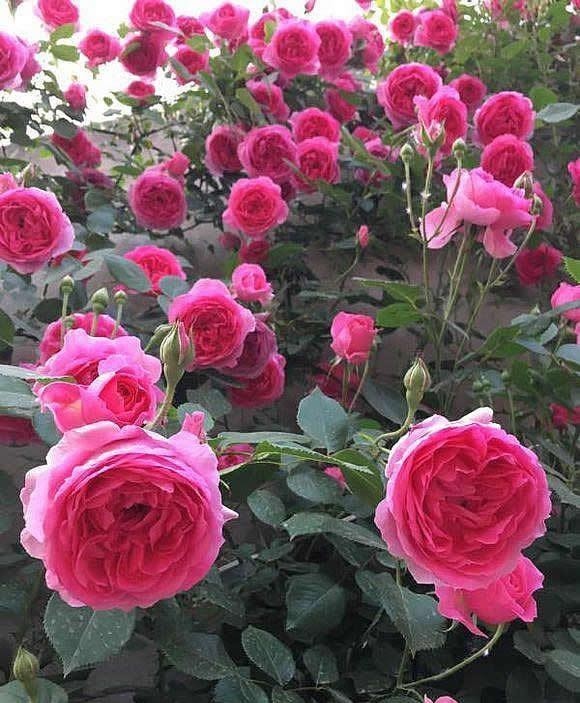 新手必入|对于月季花,我只服此4种,各有各的优,各有各的美