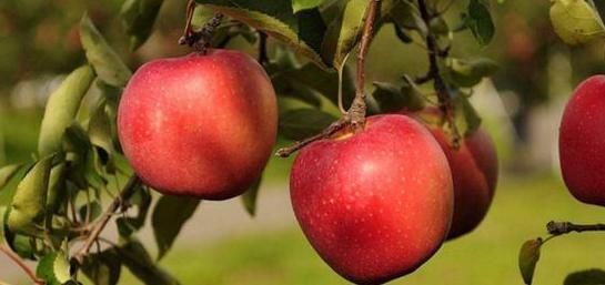 脂蛋白|血管老，人易老，养血管“4宝”，缺一不可，远离动脉硬化！