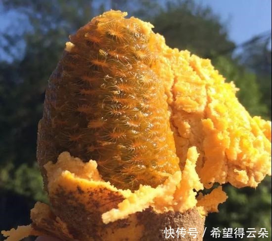 采摘|它现在的价值已不允许再折枝采摘,如果您的家乡也有,请及时重视!