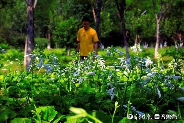 鲜花|立秋日，济南植物园的高雅鲜花少人识