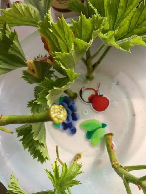 别养绿萝吊兰了,3种花剪根枝,插水里能活,开花一大片!