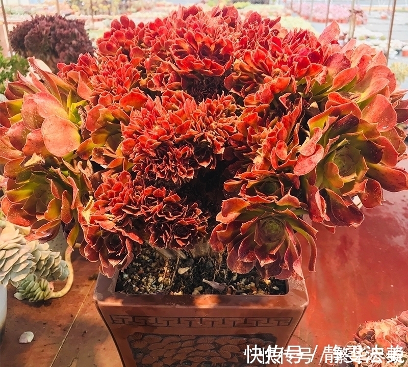 休眠|夏天多肉千万别暴晒,除非看了这篇文章,不然多肉化水了