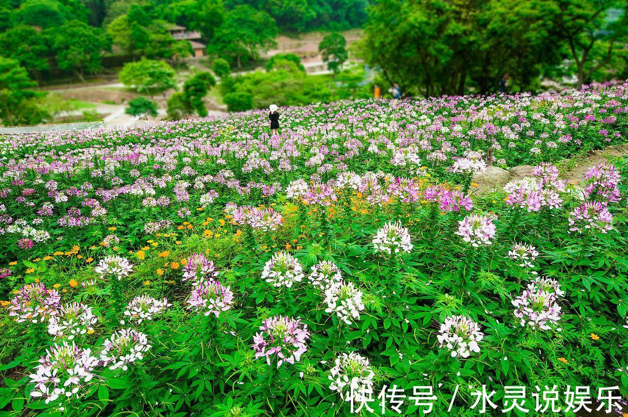 十二生肖|十二生肖中，谁是最孝顺的生肖，生肖狗勉强上榜