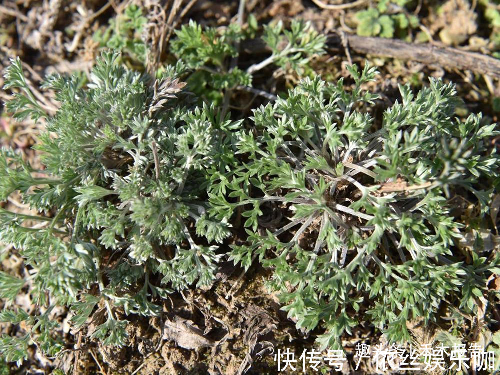 野菜|长得酷似艾草，3月当野菜吃，4月当药材用，价值很高别错过