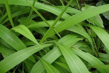 血压|一旦查出高血压,再不喜欢也要多吃“它”,稳定血压比药都强