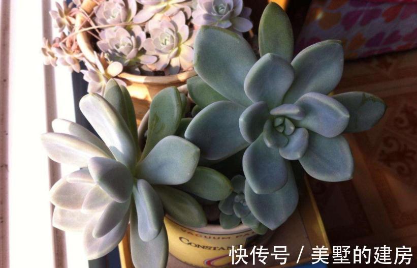 适应性|天气渐冷,想要入坑养多肉?盆栽这3款,0度植株照样状态好
