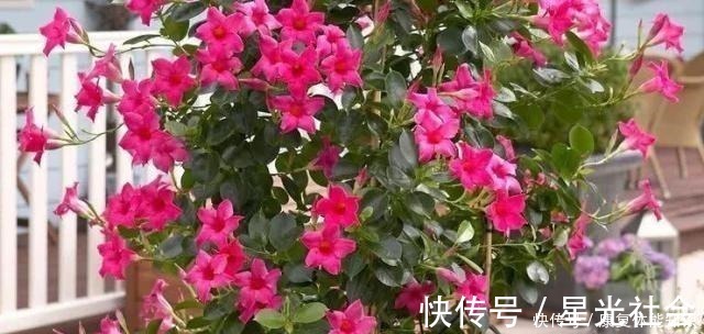 盆栽|一种小花太神奇，一对叶子6朵花，养一棵开一片，室内室外都能养！