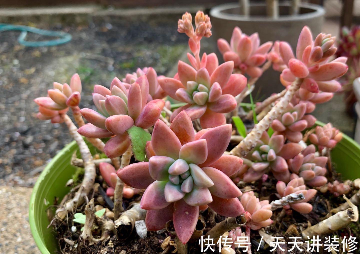 懂得|养多肉并非一定要用专用土，只要懂得配土我们自己DIY也是可以的