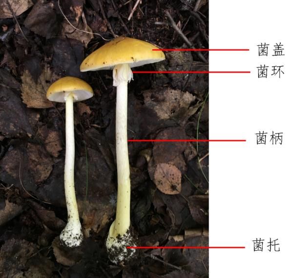 菌环|贵州省疾控提醒：这东西别吃！