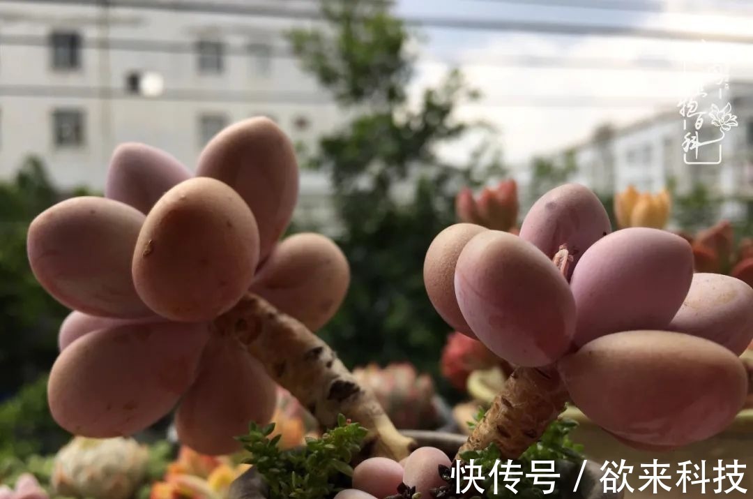 柴米油盐的日子,养几盆多肉吧,为生活添几抹色彩!