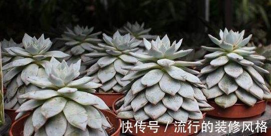 你的多肉会穿上裙子可能是你养护的方式错了