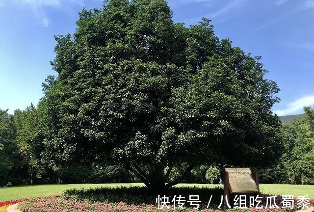 这6种花的寿命很长,养成“老桩”后,价值大增,越老“越值钱”