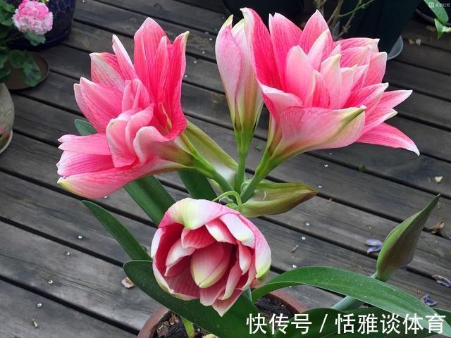 朱顶红花枝亭亭玉立,掌握盆栽催花技巧,促进一年多次开花