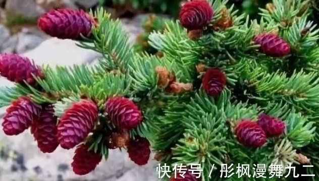 暖阳&你知道这是什么花吗?其实,你家山上就有,只是没有在意