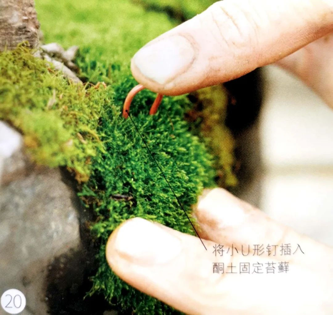 “岩石与树枝”一步步完美契合,叹服附石盆景的魅力无人能挡!