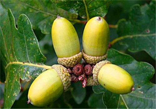 食物|女性不想显老,多吃以下4种食物,延缓衰老,排毒养颜又瘦身