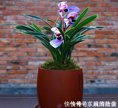 花色|此兰花曾经价格不菲,现在几块钱就能买一盆,花色罕见,值得入手